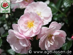 Utopia kaufen, clicken für mehr Details Utopia