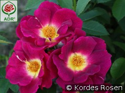 Weg der Sinne kaufen, clicken für mehr Details Weg der Sinne