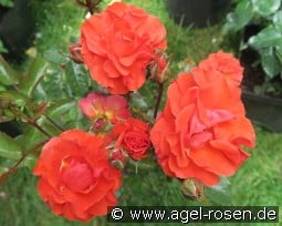 Westpoint kaufen, clicken für mehr Details Westpoint