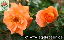 Westzeit kaufen, clicken für mehr Details Westzeit