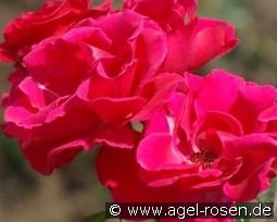 Wettra kaufen, clicken für mehr Details Wettra