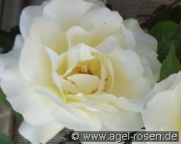 White Meilove syn. Inner Wheel kaufen, clicken für mehr Details White Meilove syn. Inner Wheel