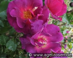 Wild Rover kaufen, clicken für mehr Details Wild Rover