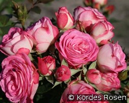 Xenia kaufen, clicken für mehr Details Xenia