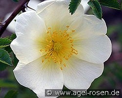 Rosa pimpinellifolia kaufen, click for more details Rosa pimpinellifolia
