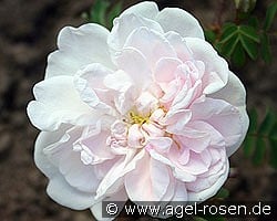 Stanwell Perpetual kaufen, click for more details Stanwell Perpetual