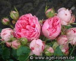 Guy de Maupassant syn La Rose Romantica kaufen, clicken für mehr Details Guy de Maupassant syn La Rose Romantica
