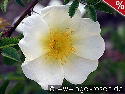 Rosa pimpinellifolia