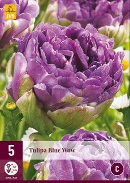 Blue Wow kaufen, clicken für mehr Details Blue Wow