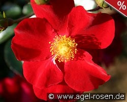 Alcantara kaufen, clicken für mehr Details Alcantara