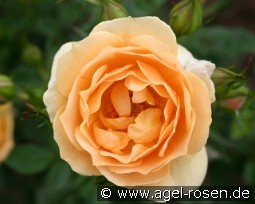 Amber Cover kaufen, clicken für mehr Details Amber Cover