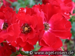 Austriana kaufen, clicken für mehr Details Austriana