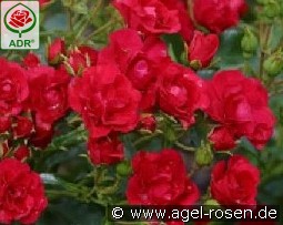 Balou kaufen, clicken für mehr Details Balou