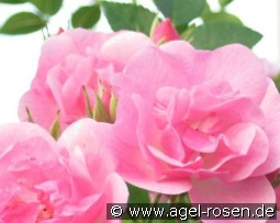 Bayernland kaufen, clicken für mehr Details Bayernland