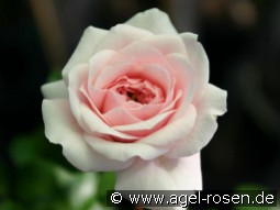 Belle Coquette kaufen, clicken für mehr Details Belle Coquette