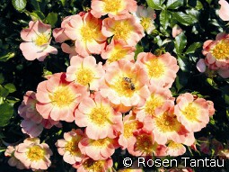 Bienenweide Apricot kaufen, clicken für mehr Details Bienenweide Apricot