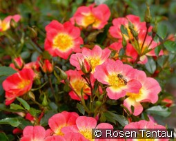 Bienenweide Bicolor kaufen, clicken für mehr Details Bienenweide Bicolor