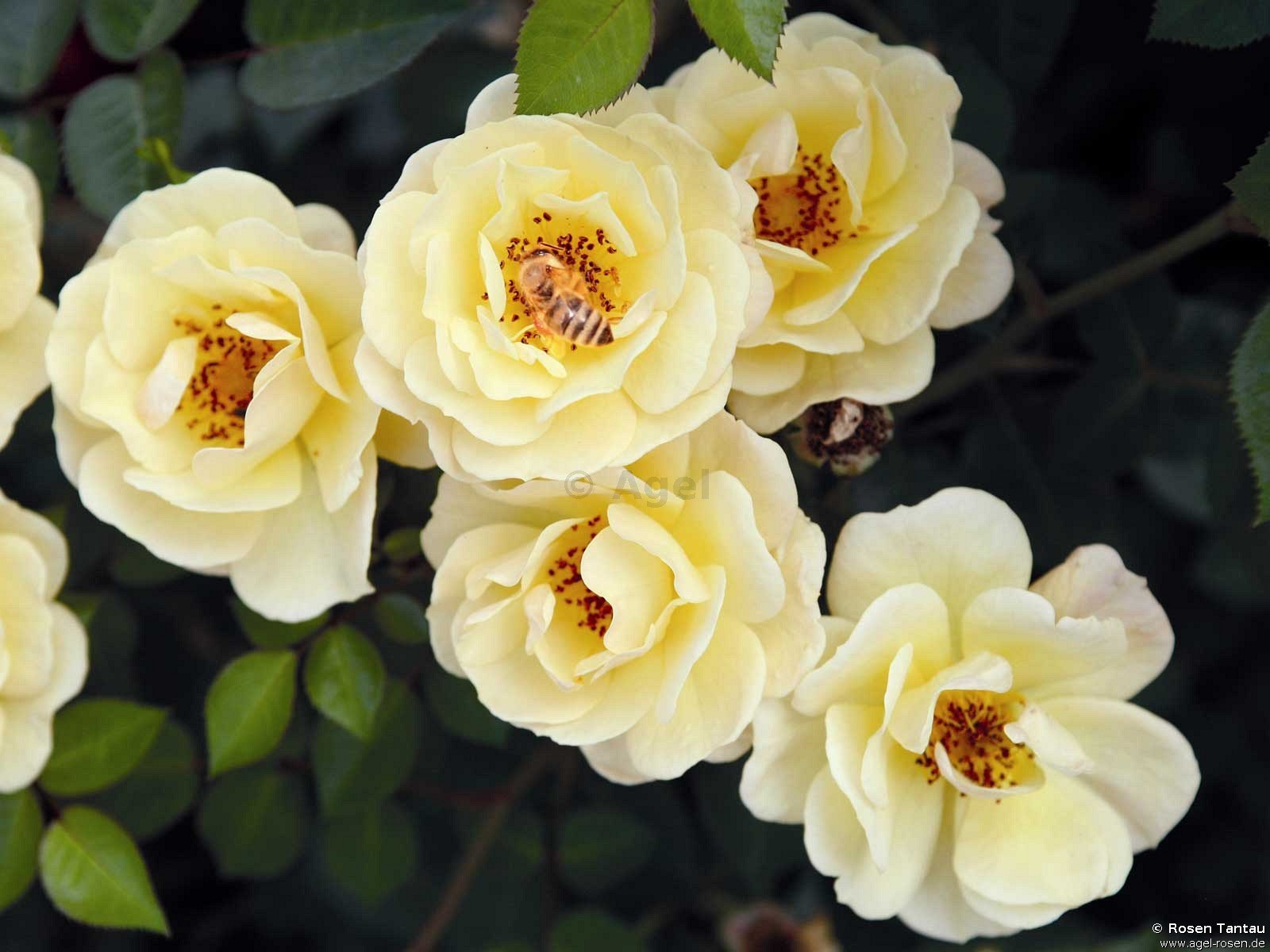 Rose ‘Bienenweide Gelb‘ (1,5-Liter Topf (wurzelecht))