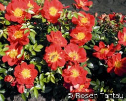 Bienenweide Hellrot kaufen, clicken für mehr Details Bienenweide Hellrot