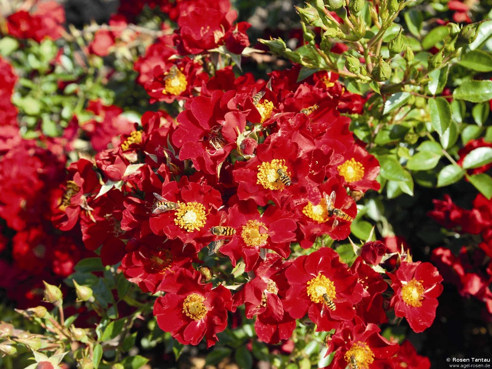 Rose ‘Bienenweide Rot‘ (1,5-Liter Topf (wurzelecht))