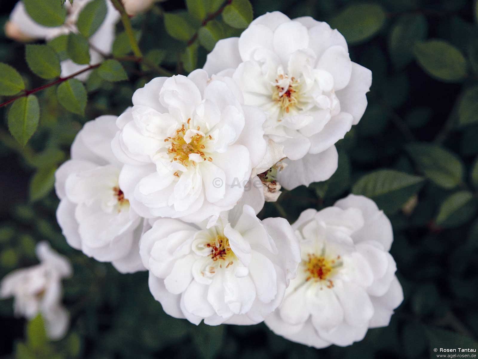 Rose ‘Bienenweide Weiß‘ (1,5-Liter Topf (wurzelecht))