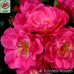 Blühwunder 08 kaufen, clicken für mehr Details Blühwunder 08