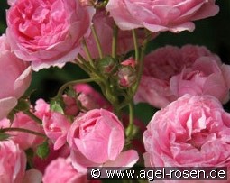 Brentano Rose kaufen, clicken für mehr Details Brentano Rose