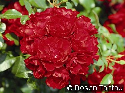 Centro-Rose kaufen, clicken für mehr Details Centro-Rose