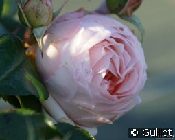 Chantal Thomass kaufen, clicken für mehr Details Chantal Thomass