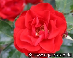 Charming Cover kaufen, clicken für mehr Details Charming Cover