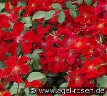 Cricket Amorina kaufen, clicken für mehr Details Cricket Amorina