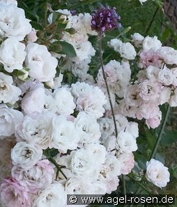 Crystal Fairy kaufen, clicken für mehr Details Crystal Fairy