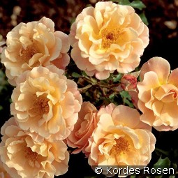 Cubana kaufen, clicken für mehr Details Cubana