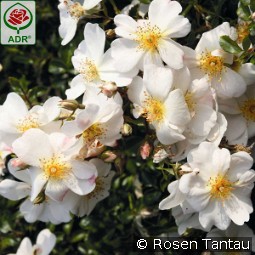 Cute Haze kaufen, clicken für mehr Details Cute Haze