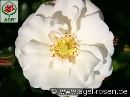 Diamant kaufen, clicken für mehr Details Diamant