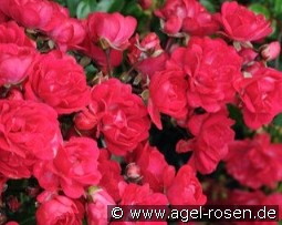 Fairy Queen kaufen, clicken für mehr Details Fairy Queen