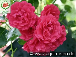 Gärtnerfreude kaufen, clicken für mehr Details Gärtnerfreude