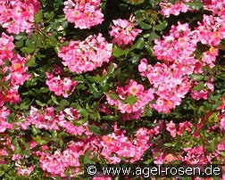 Giro d'Italia kaufen, clicken für mehr Details Giro d'Italia