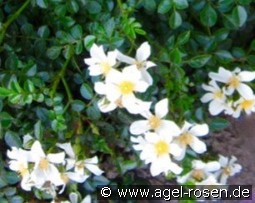 Green Summer kaufen, clicken für mehr Details Green Summer