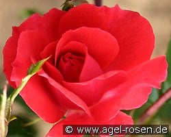 Heidefeuer kaufen, clicken für mehr Details Heidefeuer