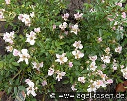 Heideröslein Nozomi kaufen, clicken für mehr Details Heideröslein Nozomi