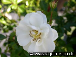 Heidesommer kaufen, clicken für mehr Details Heidesommer