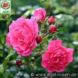 Heidetraum kaufen, clicken für mehr Details Heidetraum