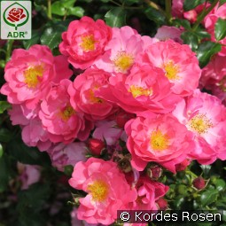 Hotline kaufen, clicken für mehr Details Hotline