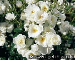 Ivory Compact Meidiland syn. Ivory Drift kaufen, clicken für mehr Details Ivory Compact Meidiland syn. Ivory Drift