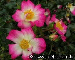 Jeepers Creepers kaufen, clicken für mehr Details Jeepers Creepers