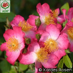 Juanita kaufen, clicken für mehr Details Juanita