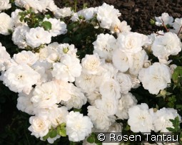 Kastelruther Spatzen kaufen, clicken für mehr Details Kastelruther Spatzen