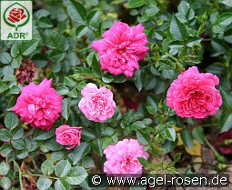 Knirps kaufen, clicken für mehr Details Knirps