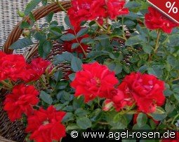 Lady in Red - Plant'n'Relax